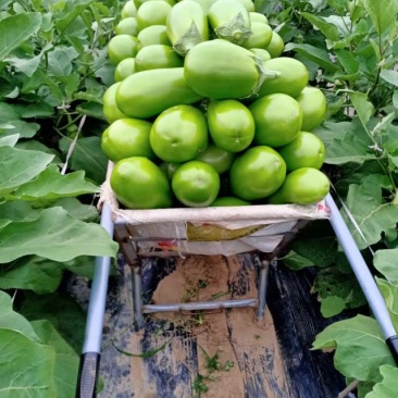 精品青茄子，质量超好，现摘现发，保证新鲜