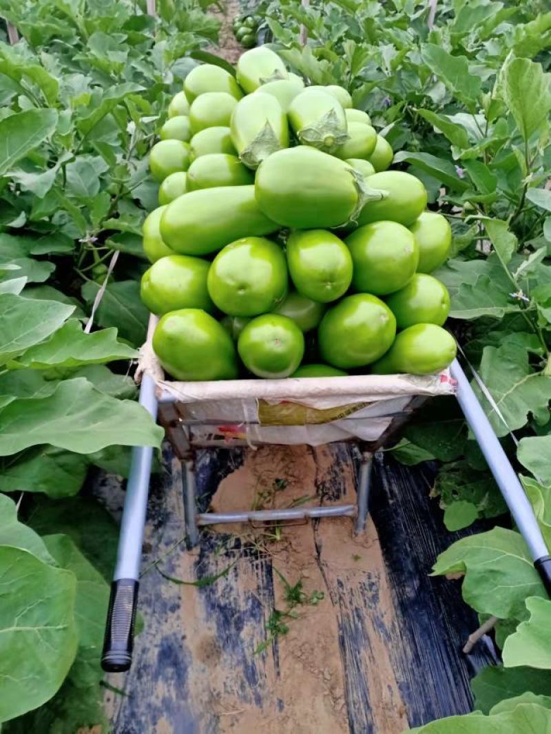 精品青茄子，质量超好，现摘现发，保证新鲜
