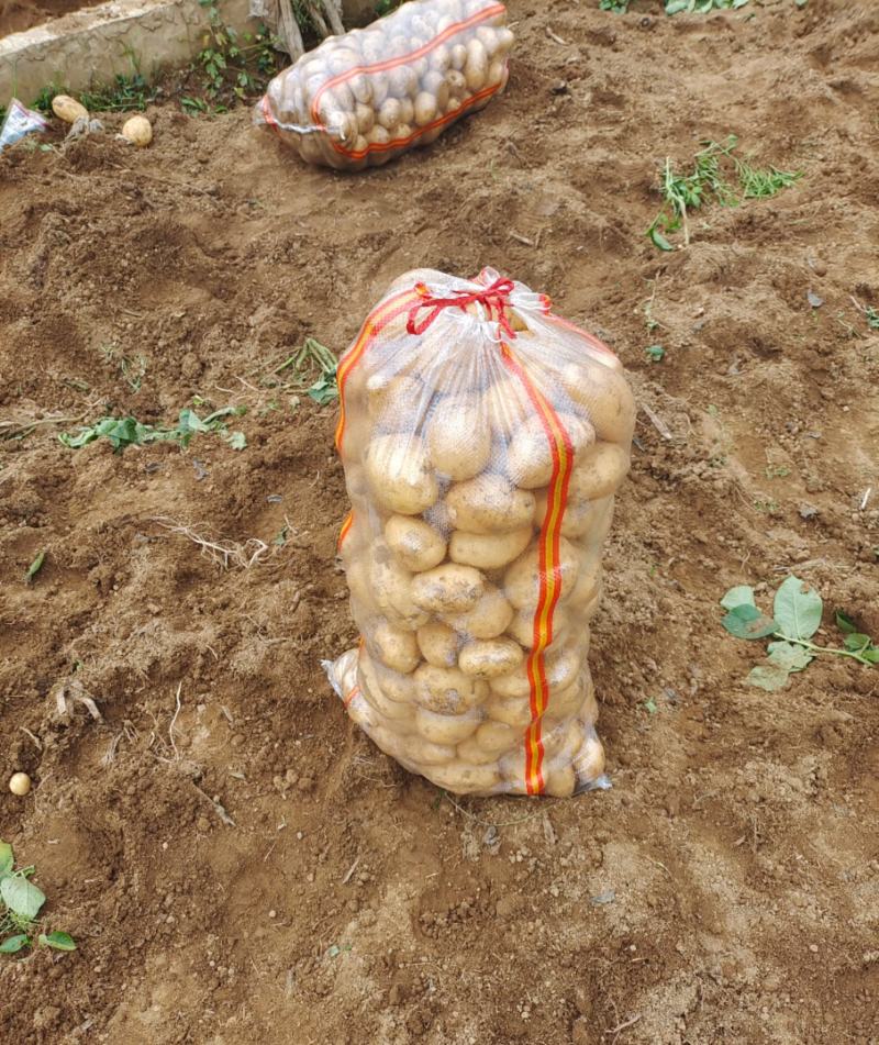 土豆大量供应，产地直销、质量保证、支持各种包装、欢迎采购