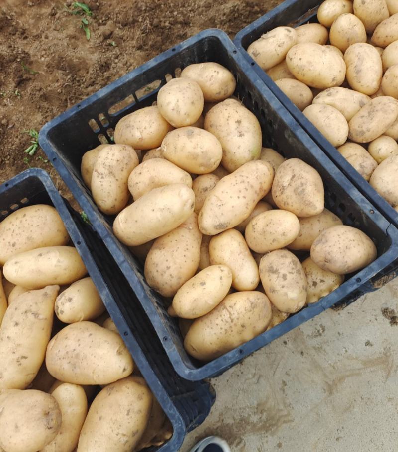 土豆大量供应，产地直销、质量保证、支持各种包装、欢迎采购
