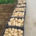 土豆大量供应，产地直销、质量保证、支持各种包装、欢迎采购