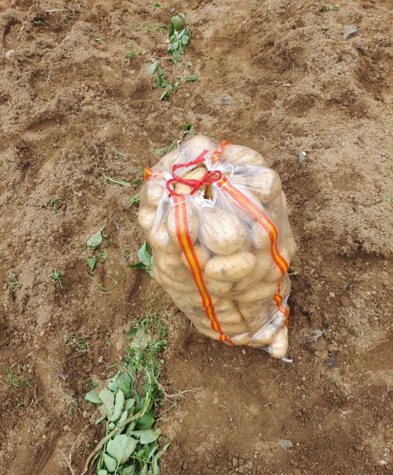 土豆大量供应、产地直销、质量保证、支持各种包装、欢迎采购