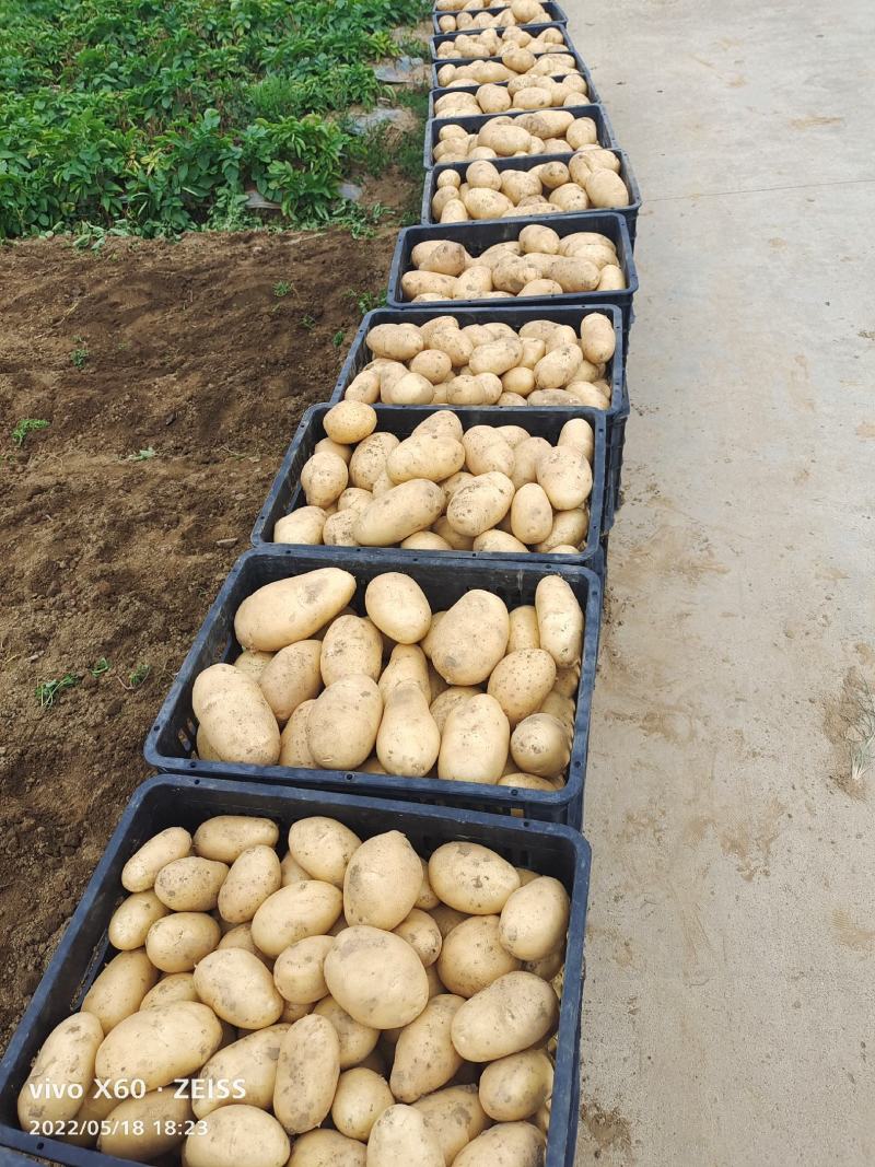 土豆大量供应、产地直销、质量保证、支持各种包装、欢迎采购