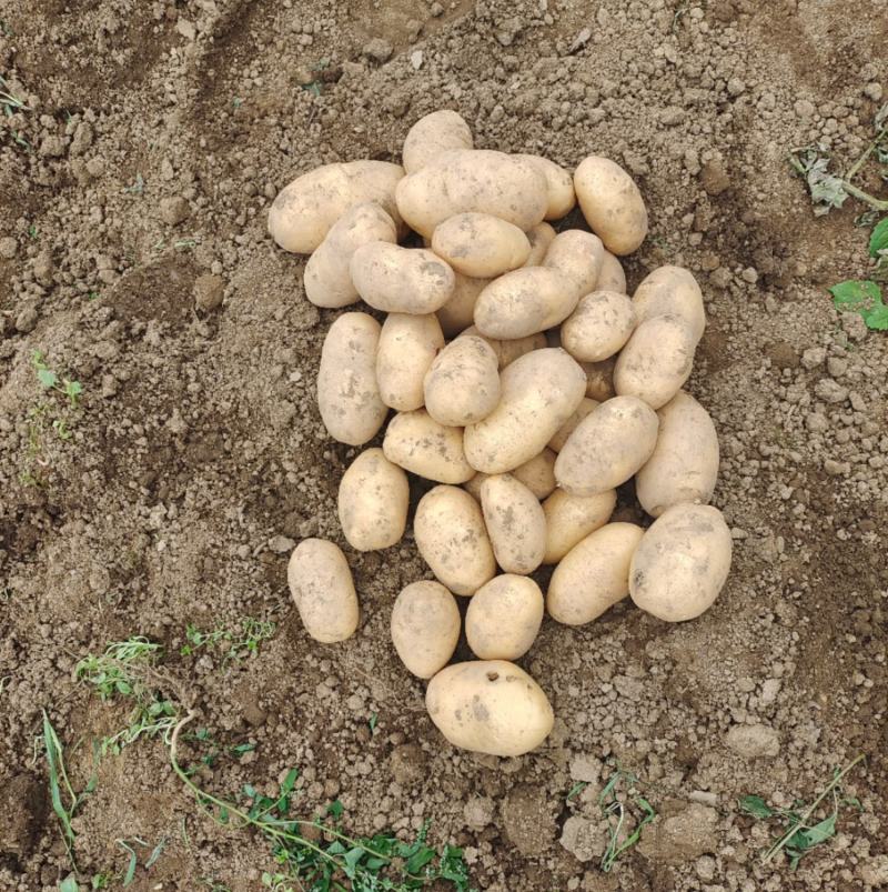 土豆大量供应、产地直销、质量保证、支持各种包装、欢迎采购