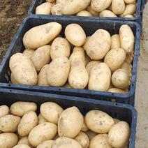 土豆大量供应、产地直销、质量保证、支持各种包装、欢迎采购