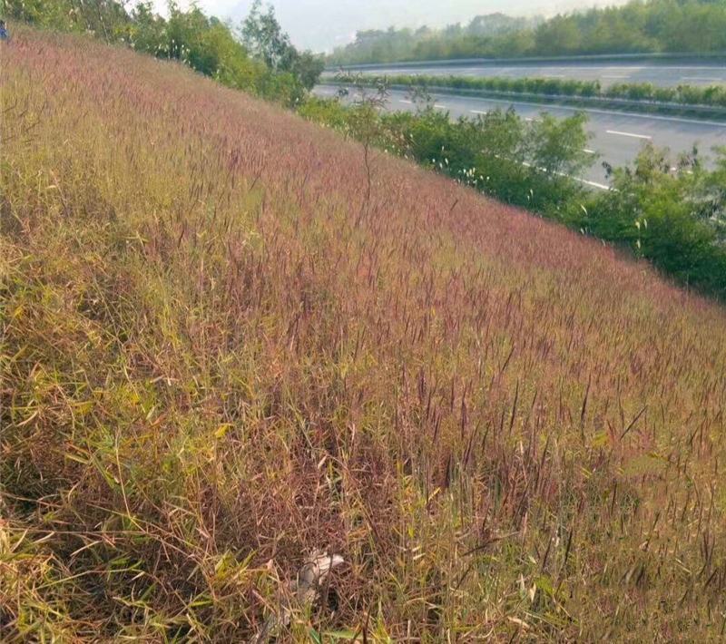 牧草种子正宗优质糖蜜草种子家禽饲料防沙固土草观赏草籽
