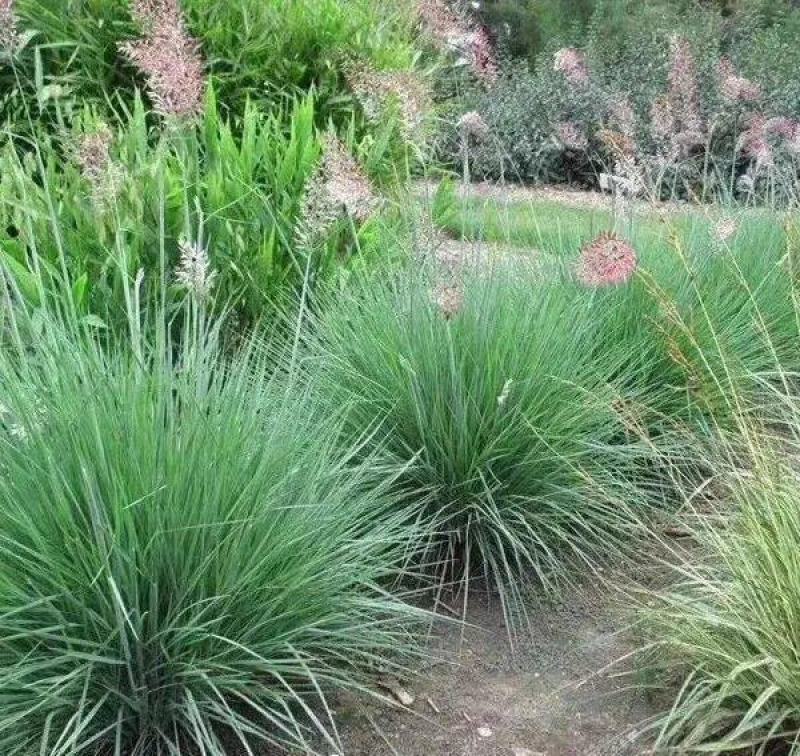 牧草种子正宗优质糖蜜草种子家禽饲料防沙固土草观赏草籽
