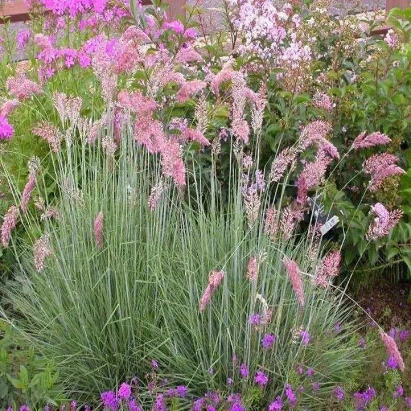 牧草种子正宗优质糖蜜草种子家禽饲料防沙固土草观赏草籽