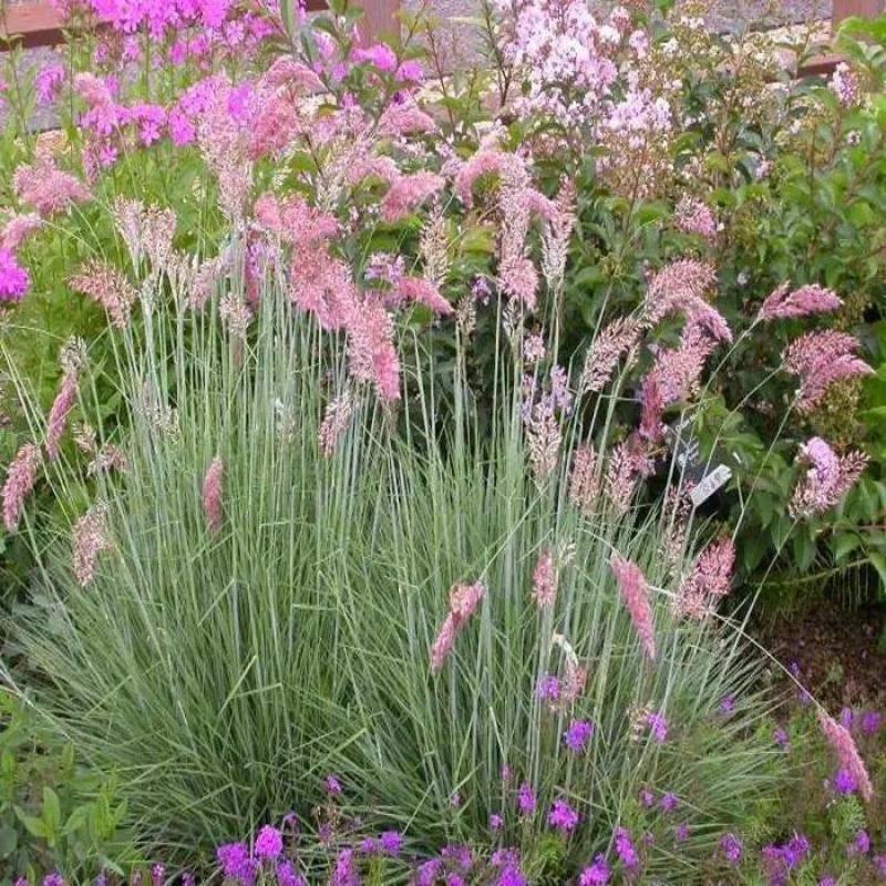 牧草种子正宗优质糖蜜草种子家禽饲料防沙固土草观赏草籽