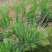 牧草种子正宗优质糖蜜草种子家禽饲料防沙固土草观赏草籽