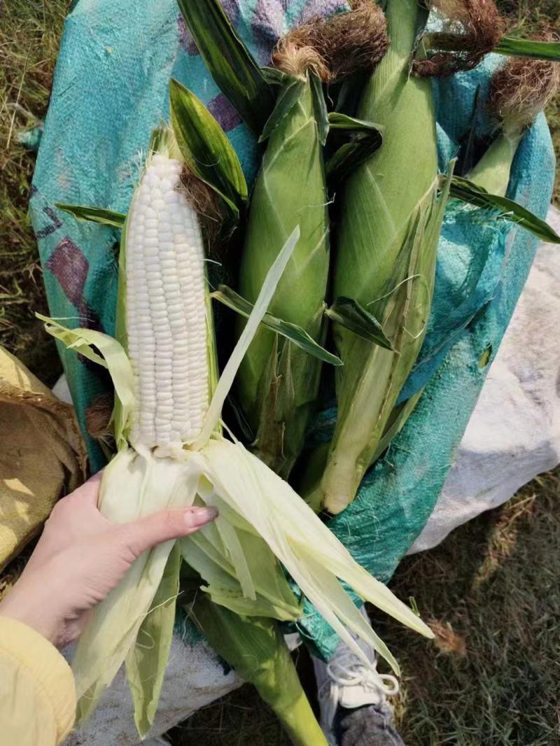 玉米糯玉米大量上市、质量保证、支持各种包装、欢迎采购