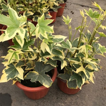 花叶熊掌木盆栽苗室内外常绿盆景类绿植美观