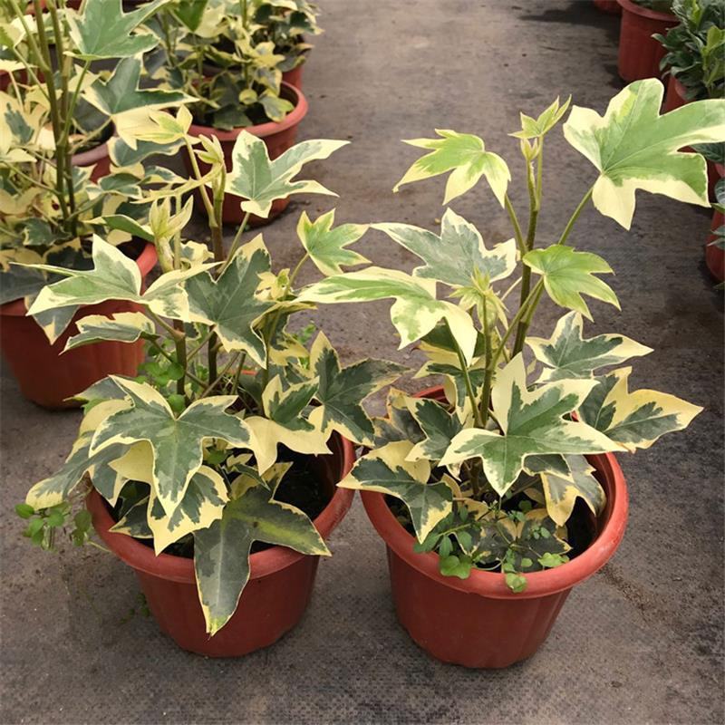 花叶熊掌木盆栽苗室内外常绿盆景类绿植美观