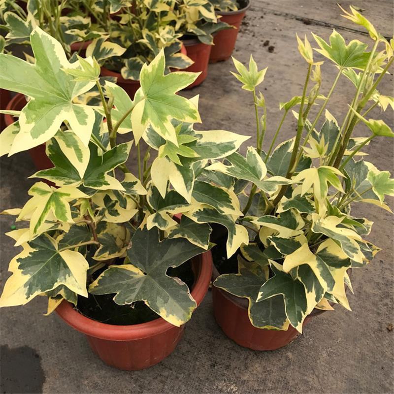 花叶熊掌木盆栽苗室内外常绿盆景类绿植美观