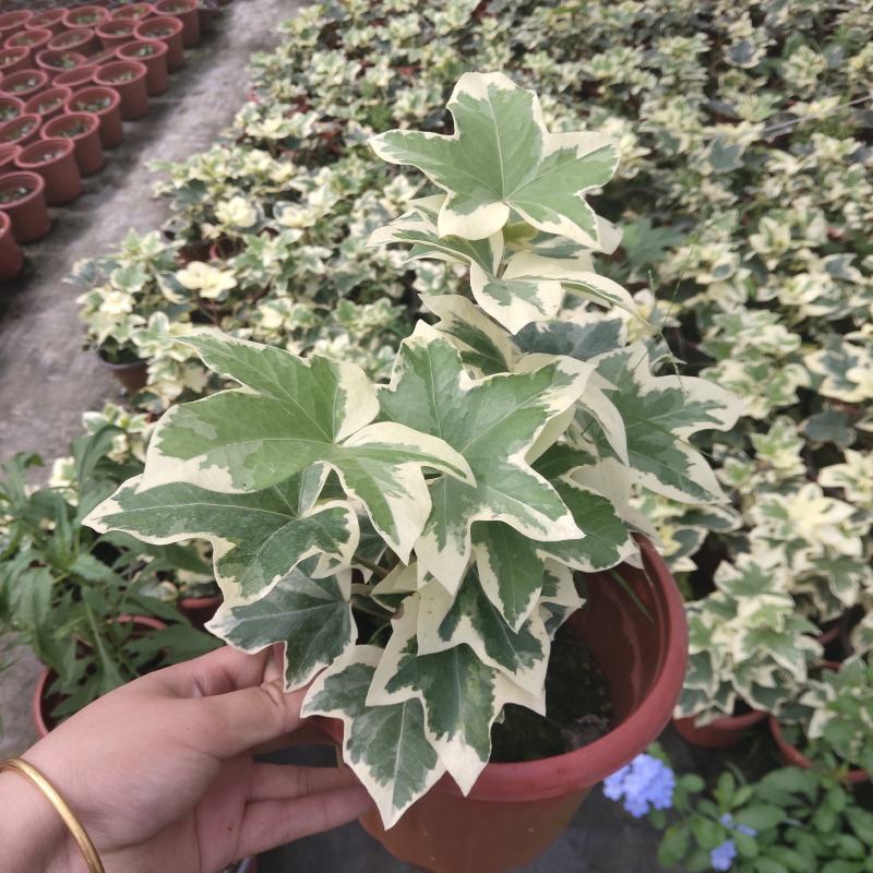 花叶熊掌木盆栽苗室内外常绿盆景类绿植美观