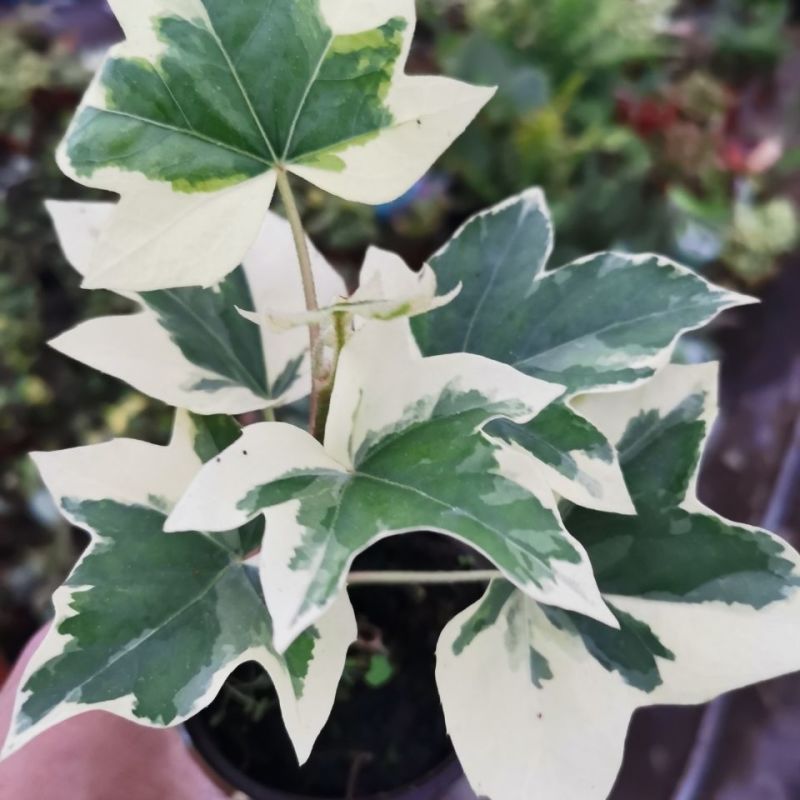 花叶熊掌木盆栽苗室内外常绿盆景类绿植美观