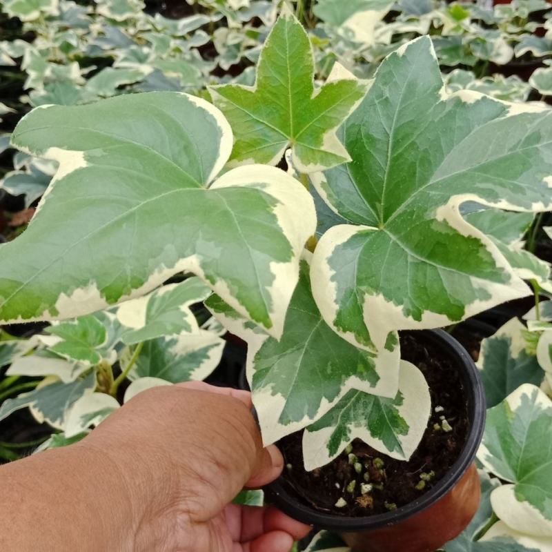 花叶熊掌木盆栽苗室内外常绿盆景类绿植美观