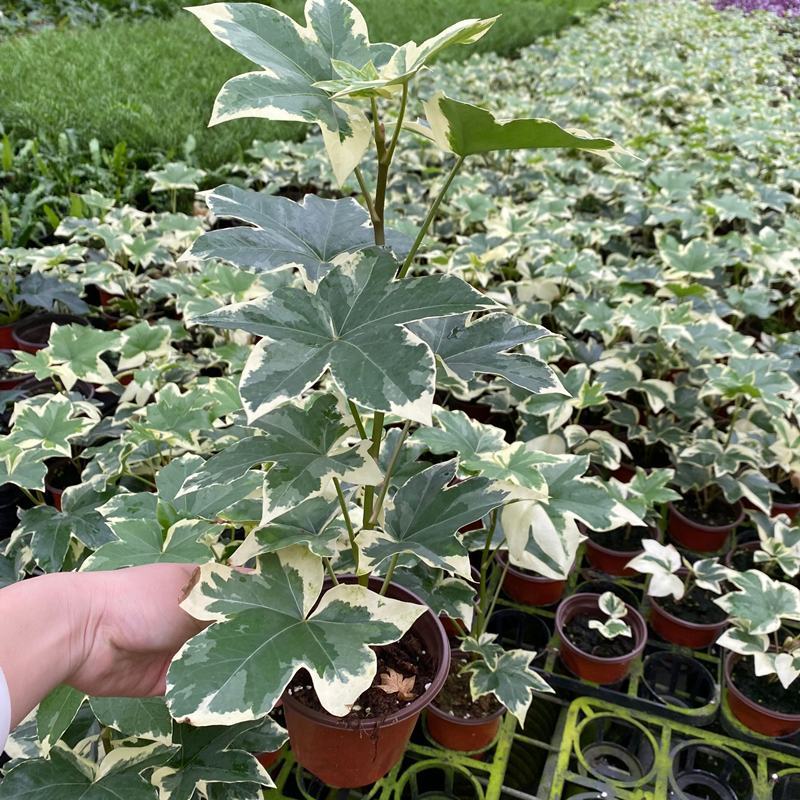 花叶熊掌木盆栽苗室内外常绿盆景类绿植美观