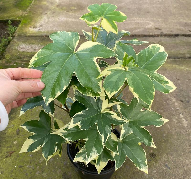 花叶熊掌木盆栽苗室内外常绿盆景类绿植美观