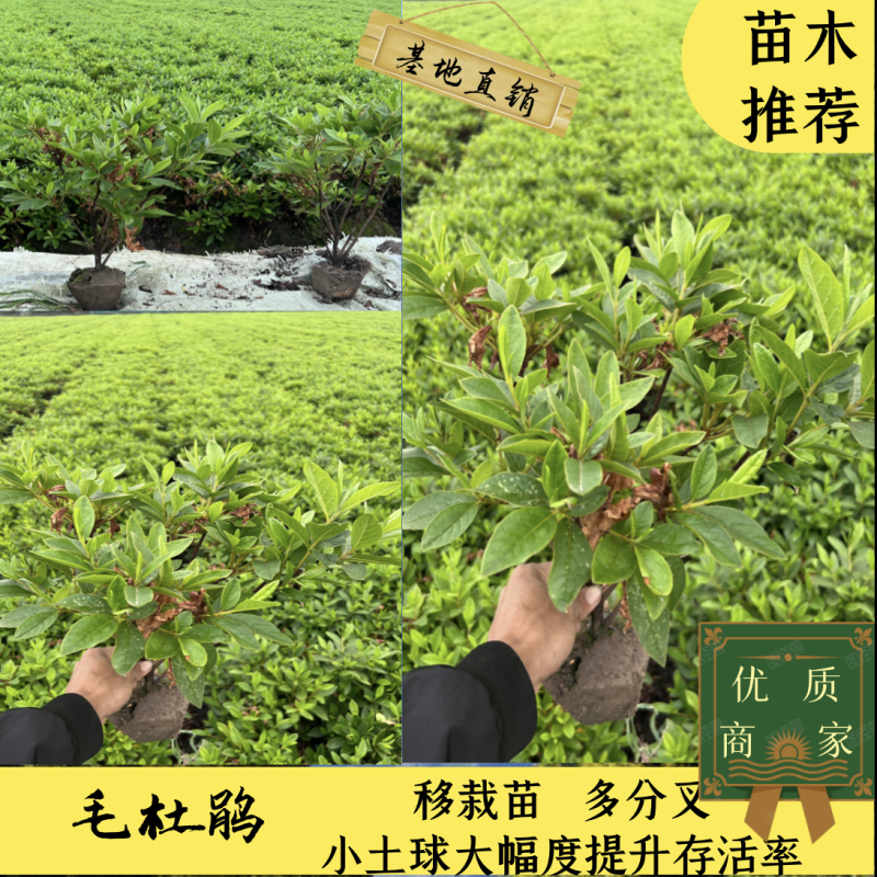 毛杜鹃，毛鹃，绍兴基地直销，毛杜鹃批发量大从优