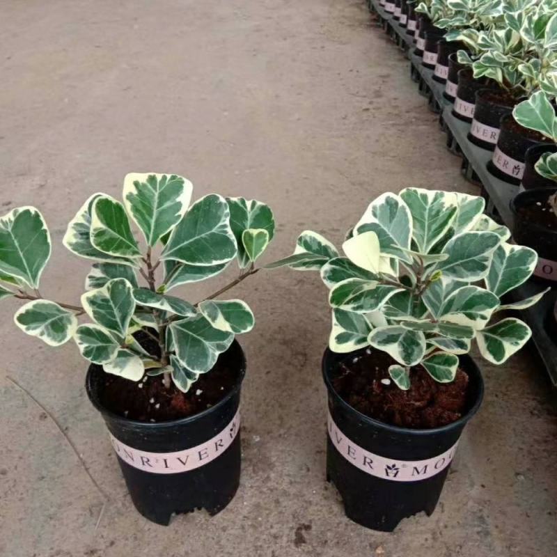 三角榕心叶榕锦花叶橡皮树花金刚琴叶榕爱心榕室内观叶植物