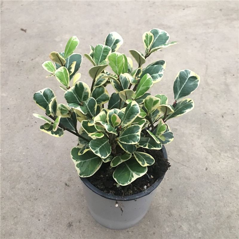 三角榕心叶榕锦花叶橡皮树花金刚琴叶榕爱心榕室内观叶植物