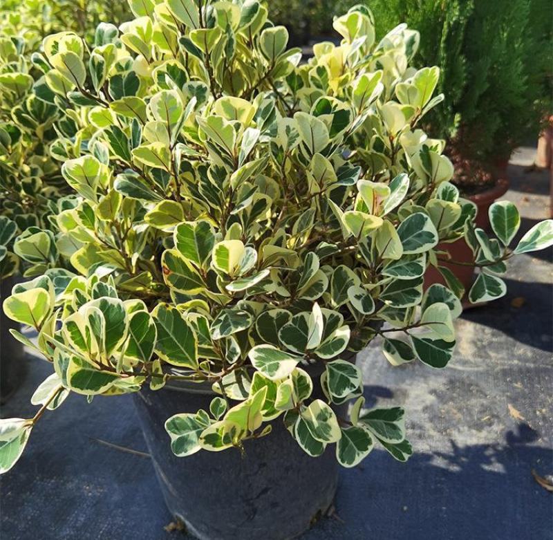 三角榕心叶榕锦花叶橡皮树花金刚琴叶榕爱心榕室内观叶植物