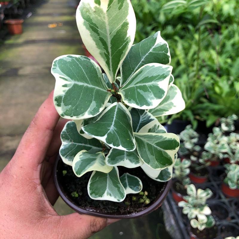 三角榕心叶榕锦花叶橡皮树花金刚琴叶榕爱心榕室内观叶植物