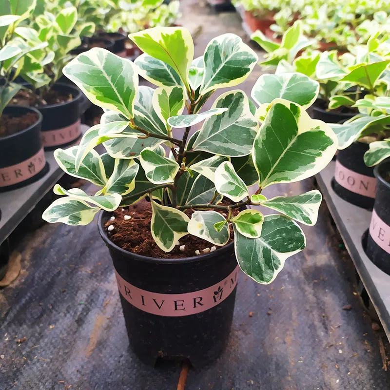 三角榕心叶榕锦花叶橡皮树花金刚琴叶榕爱心榕室内观叶植物