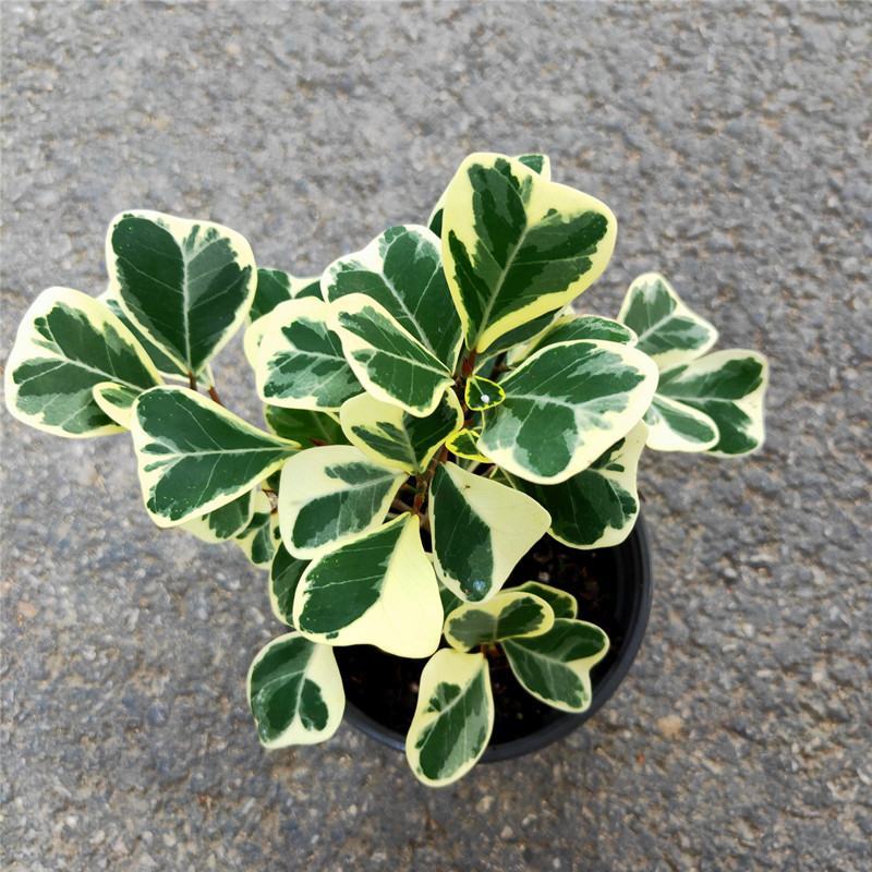 三角榕心叶榕锦花叶橡皮树花金刚琴叶榕爱心榕室内观叶植物