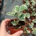 三角榕心叶榕锦花叶橡皮树花金刚琴叶榕爱心榕室内观叶植物