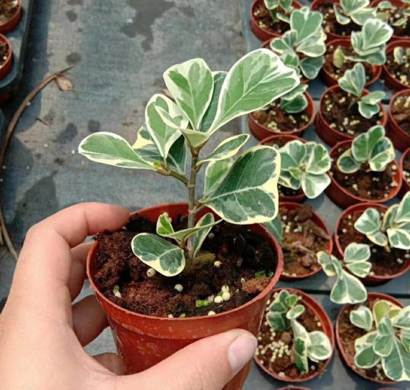 三角榕心叶榕锦花叶橡皮树花金刚琴叶榕爱心榕室内观叶植物