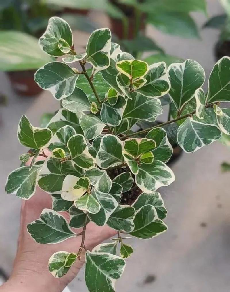 三角榕心叶榕锦花叶橡皮树花金刚琴叶榕爱心榕室内观叶植物