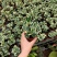 三角榕心叶榕锦花叶橡皮树花金刚琴叶榕爱心榕室内观叶植物