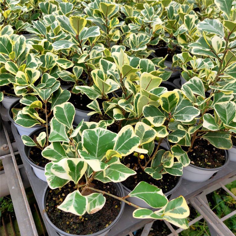 三角榕心叶榕锦花叶橡皮树花金刚琴叶榕爱心榕室内观叶植物