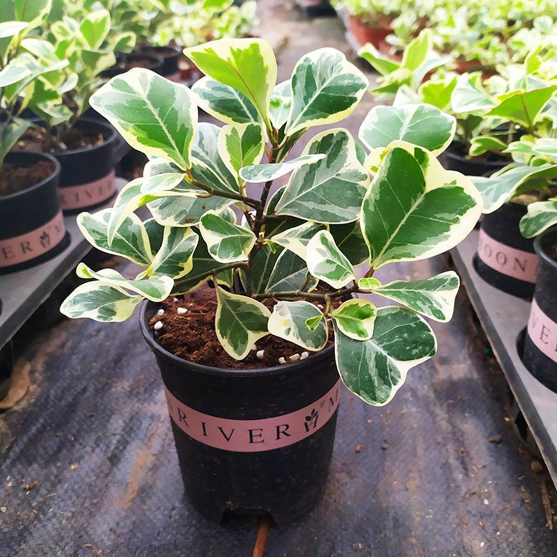 三角榕心叶榕锦花叶橡皮树花金刚琴叶榕爱心榕室内观叶植物