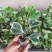 三角榕心叶榕锦花叶橡皮树花金刚琴叶榕爱心榕室内观叶植物