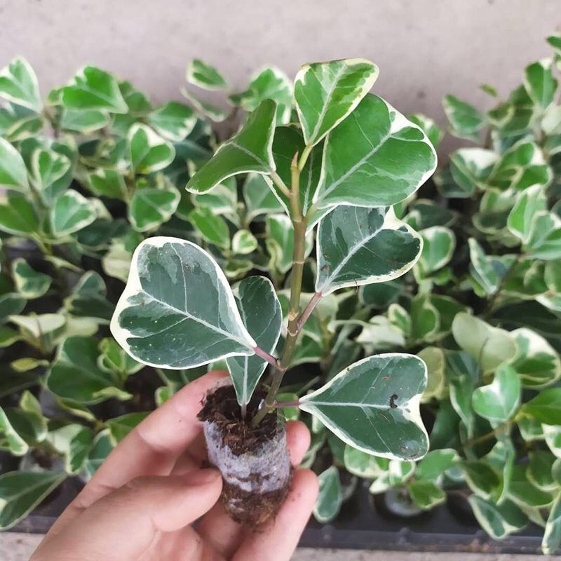 三角榕心叶榕锦花叶橡皮树花金刚琴叶榕爱心榕室内观叶植物