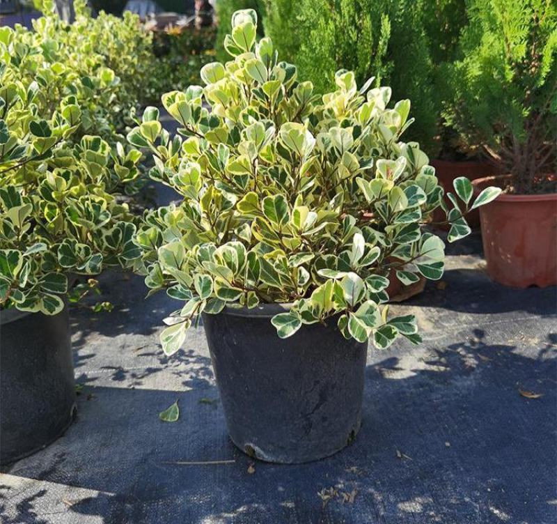 三角榕心叶榕锦花叶橡皮树花金刚琴叶榕爱心榕室内观叶植物