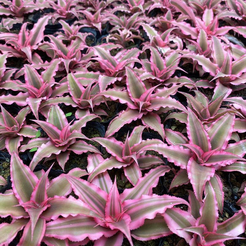 姬凤梨小盆栽雨林缸微景观桌面庭院花卉耐热耐晒彩叶植物