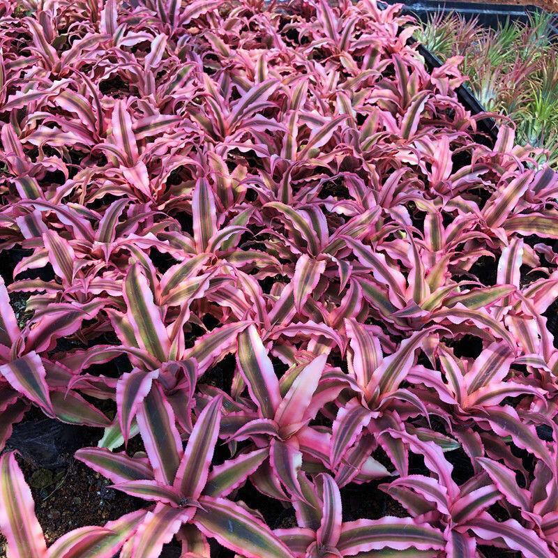 姬凤梨小盆栽雨林缸微景观桌面庭院花卉耐热耐晒彩叶植物