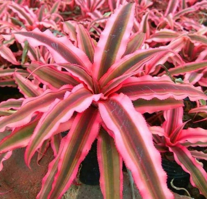 姬凤梨小盆栽雨林缸微景观桌面庭院花卉耐热耐晒彩叶植物