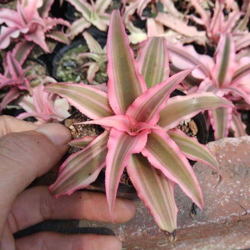 姬凤梨小盆栽雨林缸微景观桌面庭院花卉耐热耐晒彩叶植物