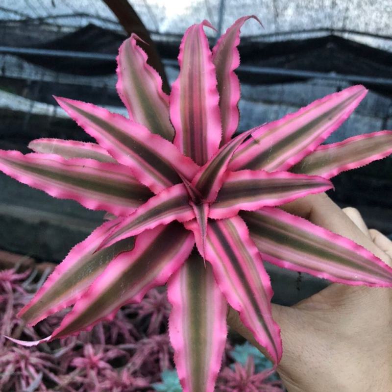 姬凤梨小盆栽雨林缸微景观桌面庭院花卉耐热耐晒彩叶植物