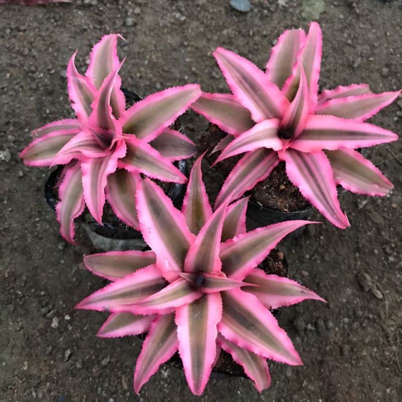 姬凤梨小盆栽雨林缸微景观桌面庭院花卉耐热耐晒彩叶植物