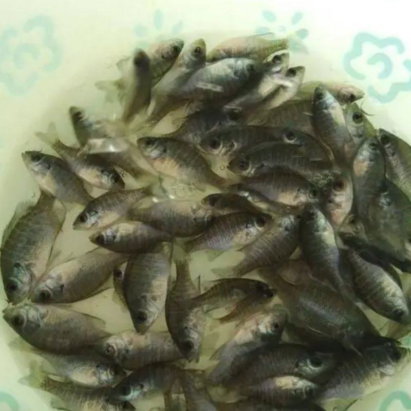 太阳鱼苗杂交太阳鱼苗蓝鳃太阳鱼苗金边太阳鱼苗