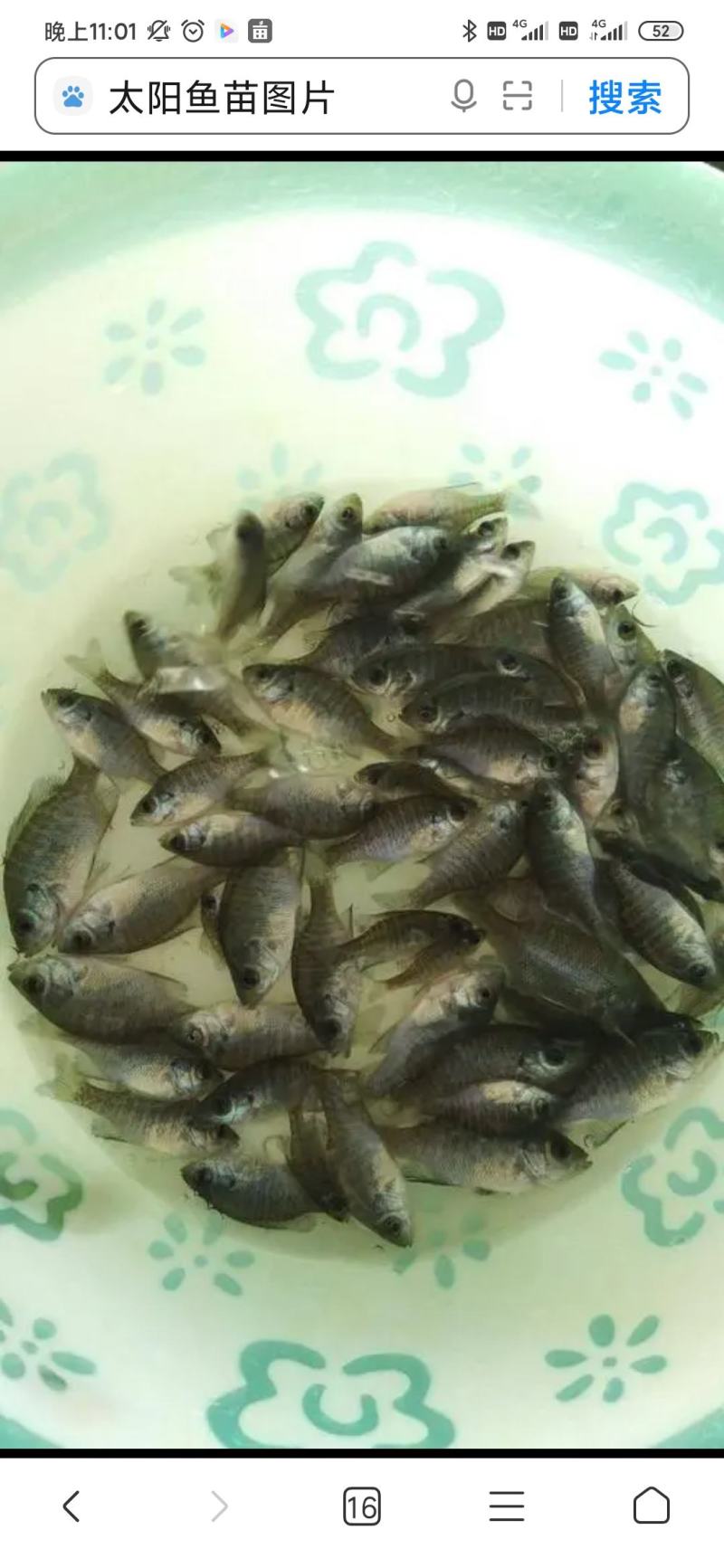 太阳鱼苗杂交太阳鱼苗蓝鳃太阳鱼苗金边太阳鱼苗