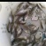 太阳鱼苗杂交太阳鱼苗蓝鳃太阳鱼苗金边太阳鱼苗