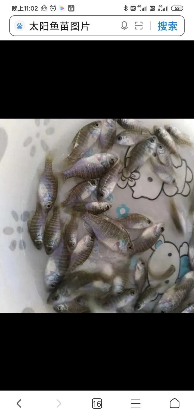 太阳鱼苗杂交太阳鱼苗蓝鳃太阳鱼苗金边太阳鱼苗