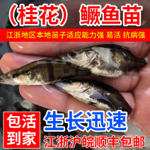 桂鱼苗批发鳜鱼苗淡水养殖江浙沪